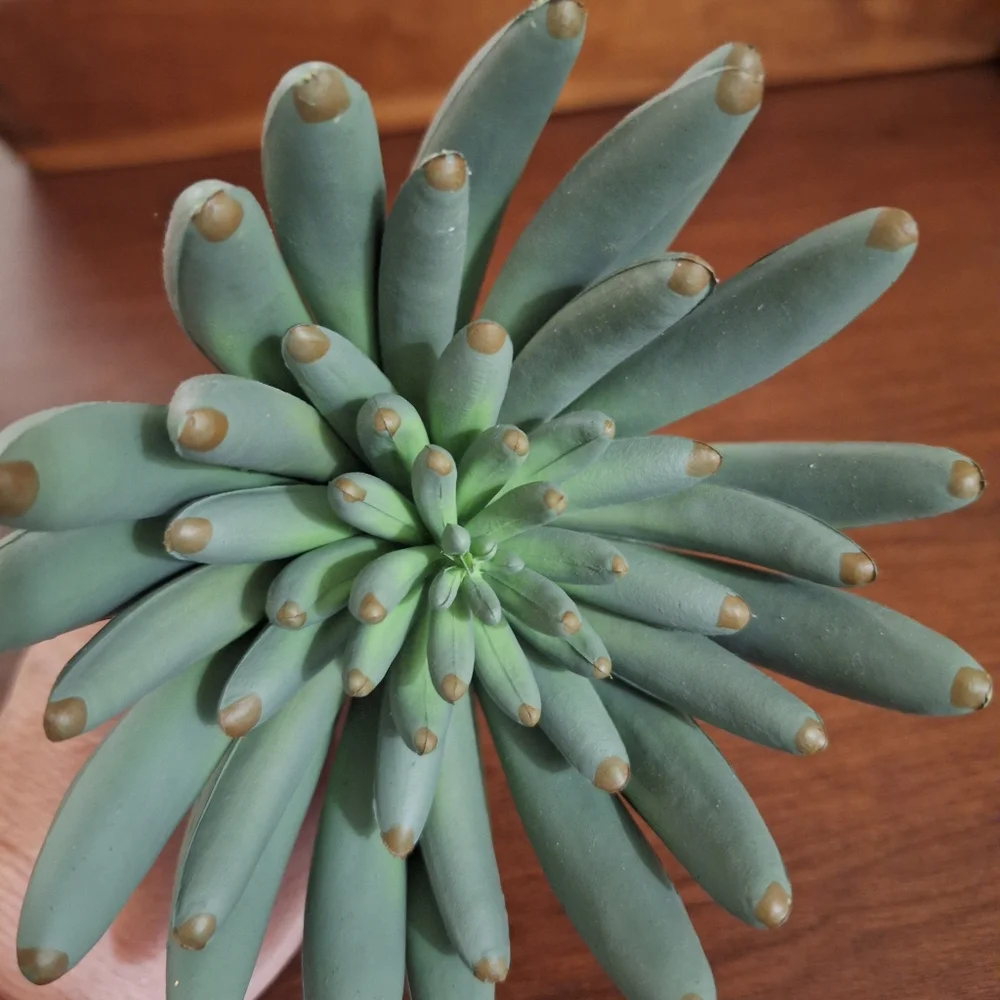 Green Succulent Rosette Plant - Decorative Faux/Live Accent